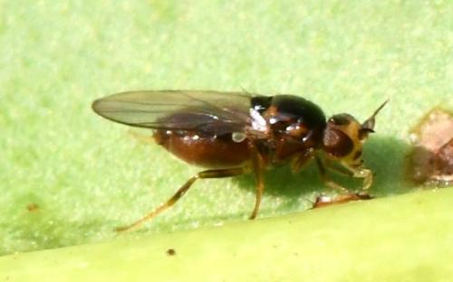 Réf. 356 319 : Gampsocera numerata